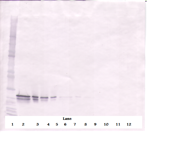 FGF-16 Antibody
