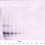 To detect hFGF-17 by Western Blot analysis this antibody can be used at a concentration of 0.1- 0.2 ug/ml. Used in conjunction with compatible secondary reagents the detection limit for recombinant hFGF-17 is 1.5-3.0 ng/lane, under either reducing or non-reducing conditions.
