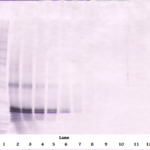 To detect hFGF-17 by Western Blot analysis this antibody can be used at a concentration of 0.1 - 0.2 ug/ml. Used in conjunction with compatible secondary reagents the detection limit for recombinant hFGF-17 is 1.5 - 3.0 ng/lane, under either reducing or non-reducing conditions.