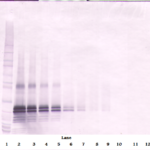 To detect hFGF-17 by Western Blot analysis this antibody can be used at a concentration of 0.1- 0.2 ug/ml. Used in conjunction with compatible secondary reagents the detection limit for recombinant hFGF-17 is 1.5-3.0 ng/lane, under either reducing or non-reducing conditions.