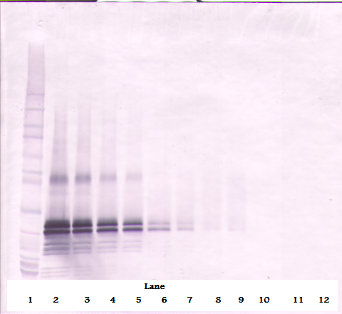 FGF-17 Antibody (biotin)