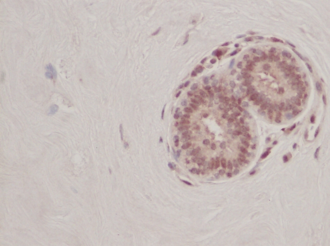 FGF-4 Antibody