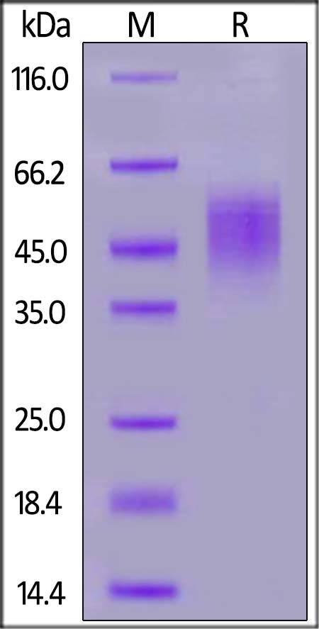 FGF R2 (IIIb) Recombinant Protein