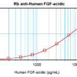 To detect Human FGF-acidic by sandwich ELISA (using 100 ul/well antibody solution) a concentration of 0.5 - 2.0 ug/ml of this antibody is required. This antigen affinity purified antibody, in conjunction with ProSci’s Biotinylated Anti-Human FGF-acidic (XP-5136Bt) as a detection antibody, allows the detection of at least 0.2 - 0.4 ng/well of recombinant Human FGF-acidic.