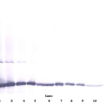 To detect Human FGF-basic by Western Blot analysis this antibody can be used at a concentration of 0.1 - 0.2 ug/ml. Used in conjunction with compatible secondary reagents the detection limit for recombinant Human FGF-basic is 1.5 - 3.0 ng/lane, under either reducing or non-reducing conditions.