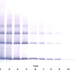 To detect Human FGF-basic by Western Blot analysis this antibody can be used at a concentration of 0.1 - 0.2 ug/ml. Used in conjunction with compatible secondary reagents the detection limit for recombinant Human FGF-basic is 1.5 - 3.0 ng/lane, under either reducing or non-reducing conditions.