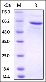 FKBP4 Recombinant Protein
