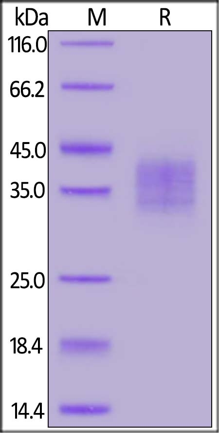 FOLR2 Recombinant Protein