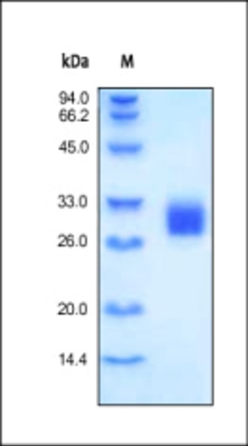 FOLR2 Recombinant Protein