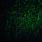 Immunofluorescence of FOXA2 in mouse brain tissue with FOXA2 Antibody at 20 μg/mL. <br><br>Green: FOXA2 antibody (7257) <br> Red: Phylloidin staining<br> Blue: DAPI staining