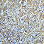 Immunohistochemistry of FOXA2 in mouse brain tissue with FOXA2 Antibody at 5 μg/mL.