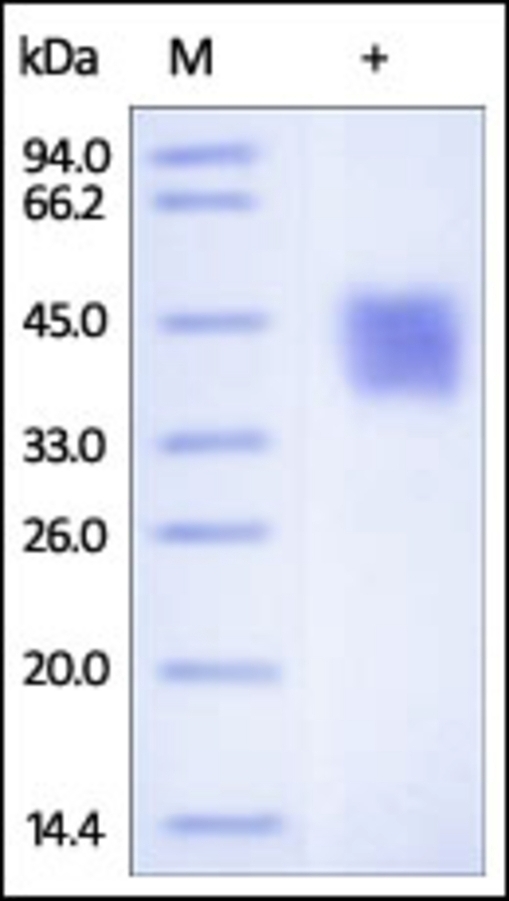 FSTL1 Recombinant Protein