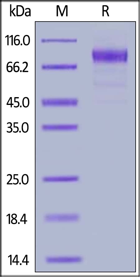 Flt-3 / Flk-2 Recombinant Protein
