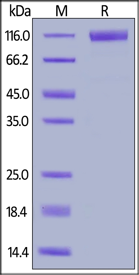 Flt-3 / Flk-2 Recombinant Protein