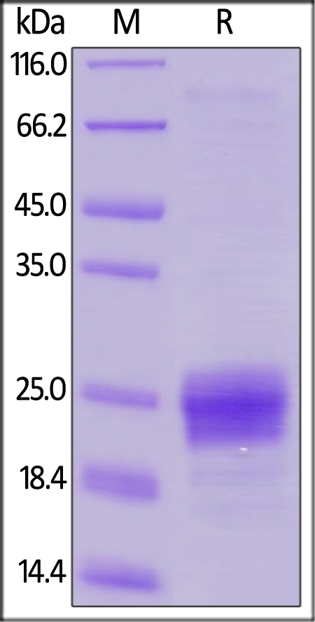 Flt-3 Ligand Recombinant Protein