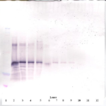 To detect Human Follistatin by Western Blot analysis this antibody can be used at a concentration of 0.1 - 0.2 ug/ml. When used in conjunction with compatible secondary reagents the detection limit for recombinant Human Follistatin is 1.5 - 3.0 ng/lane, under either reducing or non-reducing conditions.