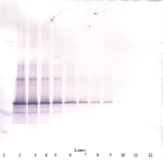 To detect Human Follistatin by Western Blot analysis this antibody can be used at a concentration of 0.1 - 0.2 ug/ml. When used in conjunction with compatible secondary reagents the detection limit for recombinant Human Follistatin is 1.5 - 3.0 ng/lane, under either reducing or non-reducing conditions.
