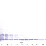 To detect hFractalkine by Western Blot analysis this antibody can be used at a concentration of 0.1-0.2 ug/ml. Used in conjunction with compatible secondary reagents the detection limit for recombinant hFractalkine is 1.5-3.0 ng/lane, under either reducing or non-reducing conditions.
