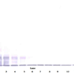 To detect hFractalkine by Western Blot analysis this antibody can be used at a concentration of 0.1-0.2 ug/ml. Used in conjunction with compatible secondary reagents the detection limit for recombinant hFractalkine is 1.5-3.0 ng/lane, under either reducing or non-reducing conditions.