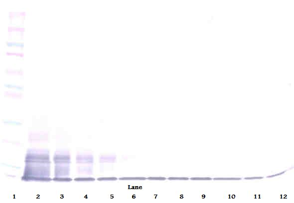 Fractalkine Antibody