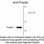 Western blot of colchicine treated with Sy5y cell lysate showing specific immunolabeling of the ~32 cleaved actin fragment (fractin).