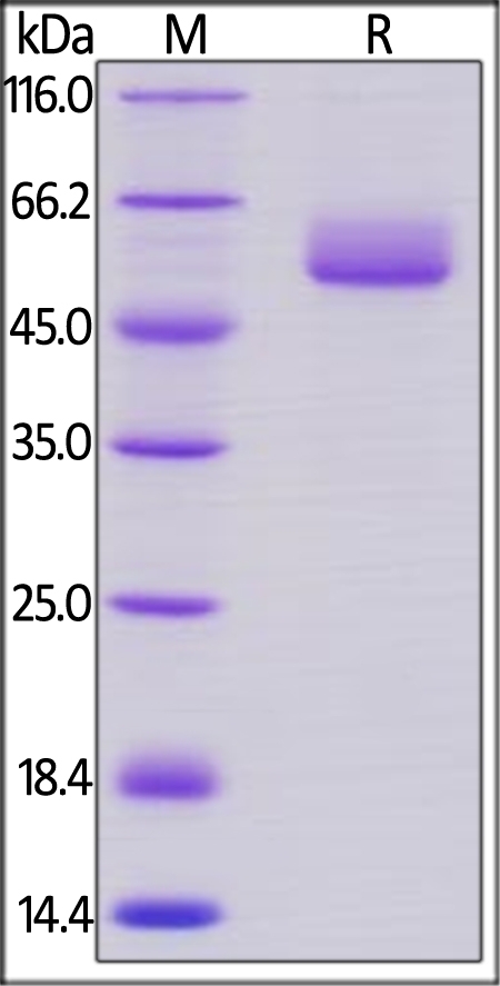Frizzled-2 / FZD2 (24-190) Recombinant Protein