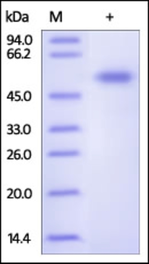 Frizzled 7 Recombinant Protein