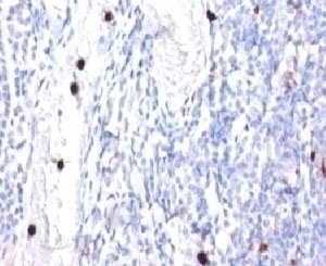 G-CSF Antibody [CSF3/900]