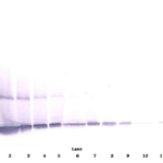 To detect mG-CSF by Western Blot analysis this antibody can be used at a concentration of 0.1-0.2 ug/ml. Used in conjunction with compatible secondary reagents the detection limit for recombinant mG-CSF is 1.5-3.0 ng/lane, under either reducing or non-reducing conditions.