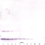 To detect hG-CSF by Western Blot analysis this antibody can be used at a concentration of 0.1-0.2 ug/ml. Used in conjunction with compatible secondary reagents the detection limit for recombinant hG-CSF is 1.5-3.0 ng/lane, under either reducing or non-reducing conditions.