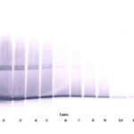 To detect mG-CSF by Western Blot analysis this antibody can be used at a concentration of 0.1-0.2 ug/ml. Used in conjunction with compatible secondary reagents the detection limit for recombinant mG-CSF is 1.5-3.0 ng/lane, under either reducing or non-reducing conditions.
