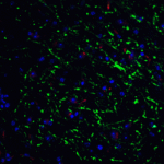 Immunofluorescence of GABARAP in mouse brain tissue with GABARAP Antibody at 20 μg/mL. <br><br>Green: GABARAP antibody (7359) <br> Red: Phylloidin staining<br> Blue: DAPI staining