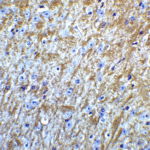 Immunohistochemistry of GABARAP in mouse brain tissue with GABARAP Antibody at 5 μg/mL.