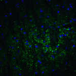 Immunofluorescence of GABARAPL2 in mouse brain tissue with GABARAPL2 Antibody at 20 μg/mL.<br><br>Green: GABARAPL2 Antibody (7895) <br> Blue: DAPI staining