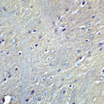 Immunohistochemistry of GABARAPL2 in mouse brain tissue with GABARAPL2 Antibody at 5 μg/mL.