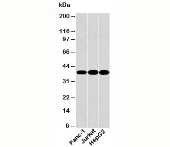GAPDH Antibody [GAP259]