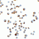 Immunocytochemistry of GAPDH in Hela cells with GAPDH antibody at 5 μg/mL.
