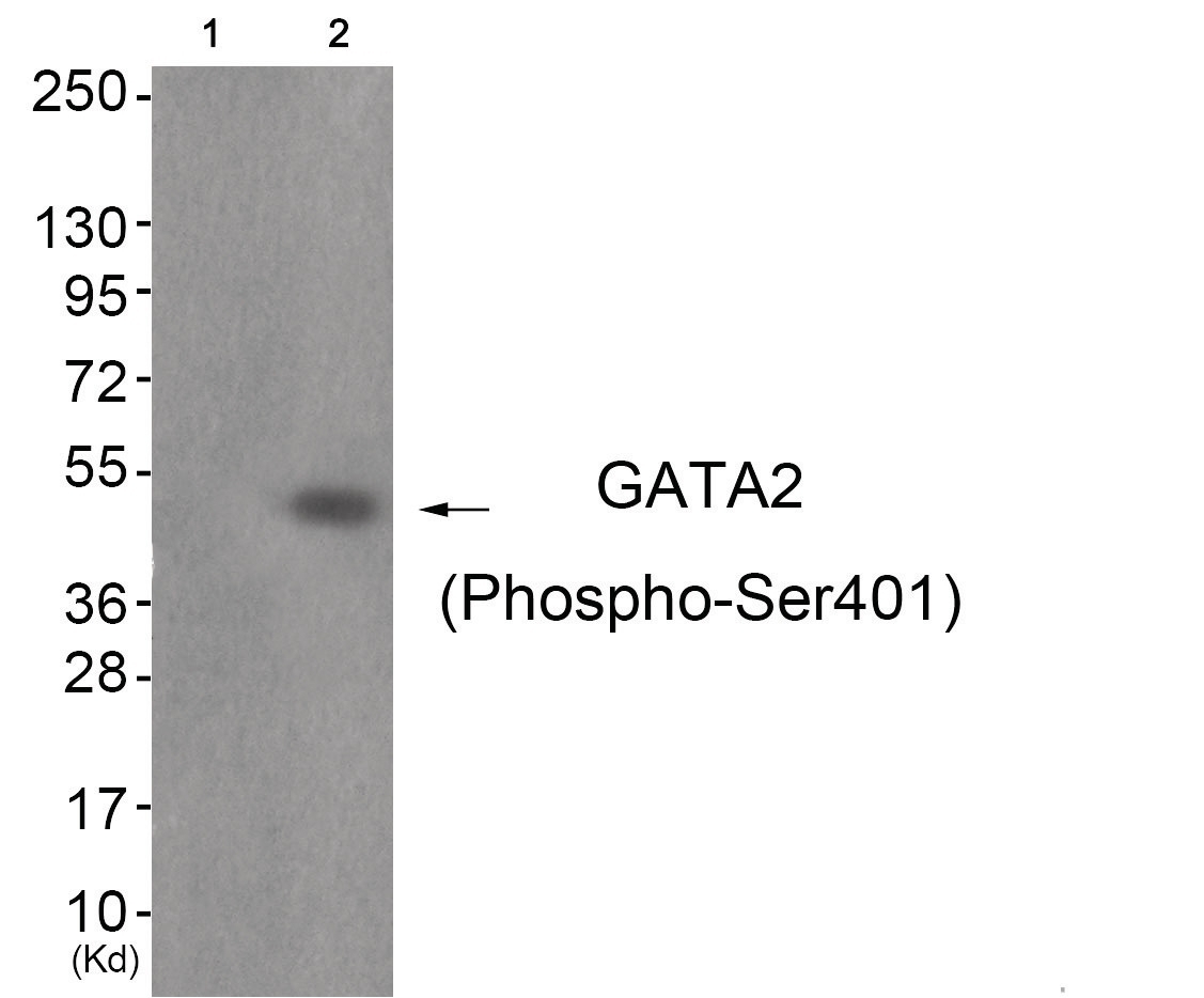 GATA2 (phospho Ser401) Antibody