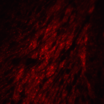 Immunofluorescence of GATA3 in mouse brain tissue with GATA3 Antibody at 20 μg/mL.