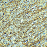 Immunohistochemistry of GATA3 in mouse brain tissue with GATA3 antibody at 2.5 μg/ml.
