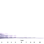 To detect hGCP-2 by Western Blot analysis this antibody can be used at a concentration of 0.1-0.2 ug/ml. Used in conjunction with compatible secondary reagents the detection limit for recombinant hGCP-2 is 1.5-3.0 ng/lane, under either reducing or non-reducing conditions.