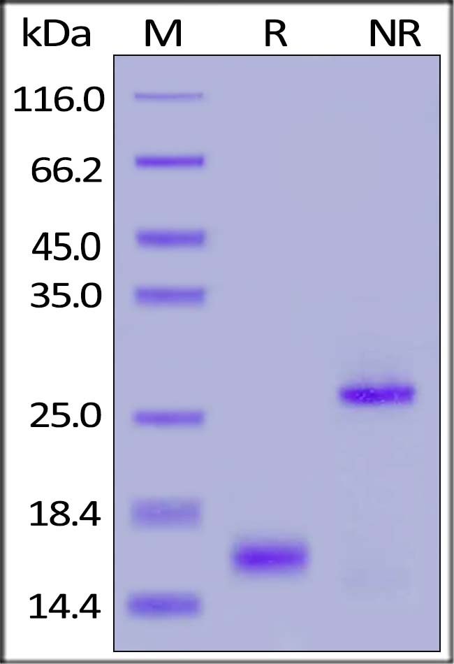 GDF-15 / MIC-1 Recombinant Protein