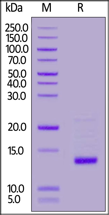 GDF-2 Recombinant Protein