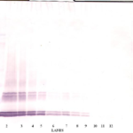 To detect hGDF-3 by Western Blot analysis this antibody can be used at a concentration of 0.1 - 0.2 ug/ml. Used in conjunction with compatible secondary reagents the detection limit for recombinant hGDF-3 is 1.5 - 3.0 ng/lane, under either reducing or non-reducing conditions.