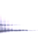 To detect hGDF-3 by Western Blot analysis this antibody can be used at a concentration of 0.1 - 0.2 ug/ml. Used in conjunction with compatible secondary reagents the detection limit for recombinant hGDF-3 is 1.5 - 3.0 ng/lane, under either reducing or non-reducing conditions.