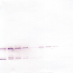 To detect hGDNF by Western Blot analysis this antibody can be used at a concentration of 0.1 - 0.2 mg/ml. Used in conjunction with compatible secondary reagents the detection limit for recombinant hGDNF is 1.5 - 3.0 ng/lane, under either reducing or non-reducing conditions.