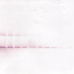 To detect hGDNF by Western Blot analysis this antibody can be used at a concentration of 0.1 - 0.2 mg/ml. Used in conjunction with compatible secondary reagents the detection limit for recombinant hGDNF is 1.5 - 3.0 ng/lane, under either reducing or non-reducing conditions.