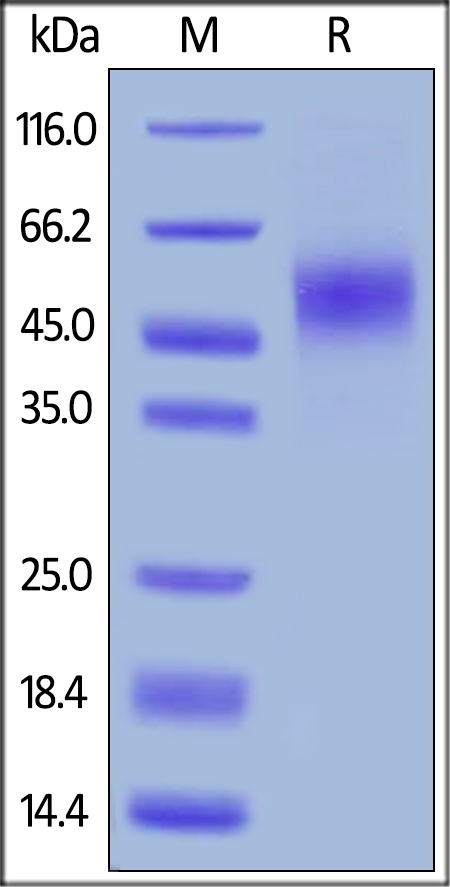 GFR alpha-like Recombinant Protein