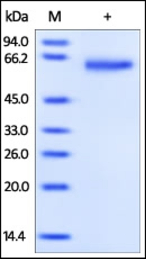 GFRA 1 Recombinant Protein