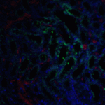 Immunofluorescence of GFR alpha 3 in mouse kidney tissue with GFR alpha 3 antibody at 5 μg/ml. <br><br>Green: GFR alpha 3 antibody (1137) <br> Red: Phylloidin staining<br> Blue: DAPI staining